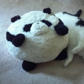 22 fat cats that are guaranteed to cheer you up