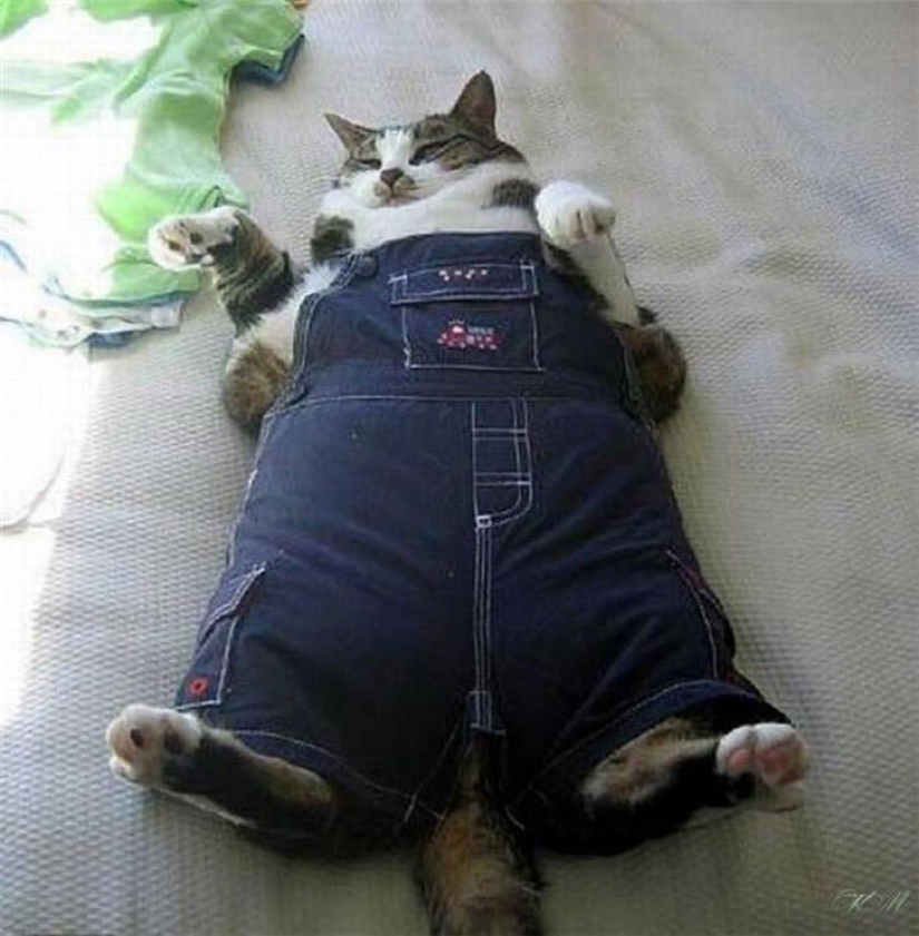 22 fat cats that are guaranteed to cheer you up