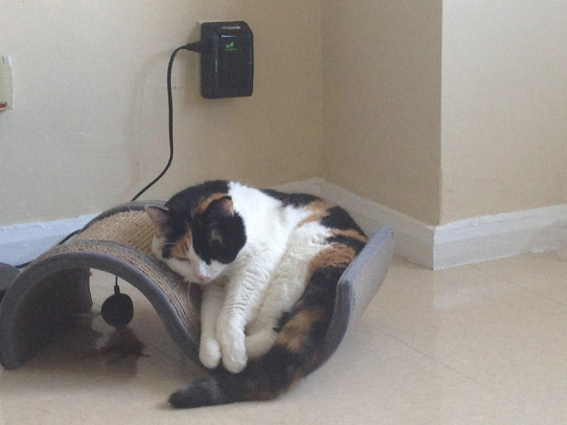 22 fat cats that are guaranteed to cheer you up