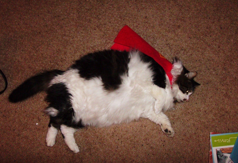 22 fat cats that are guaranteed to cheer you up