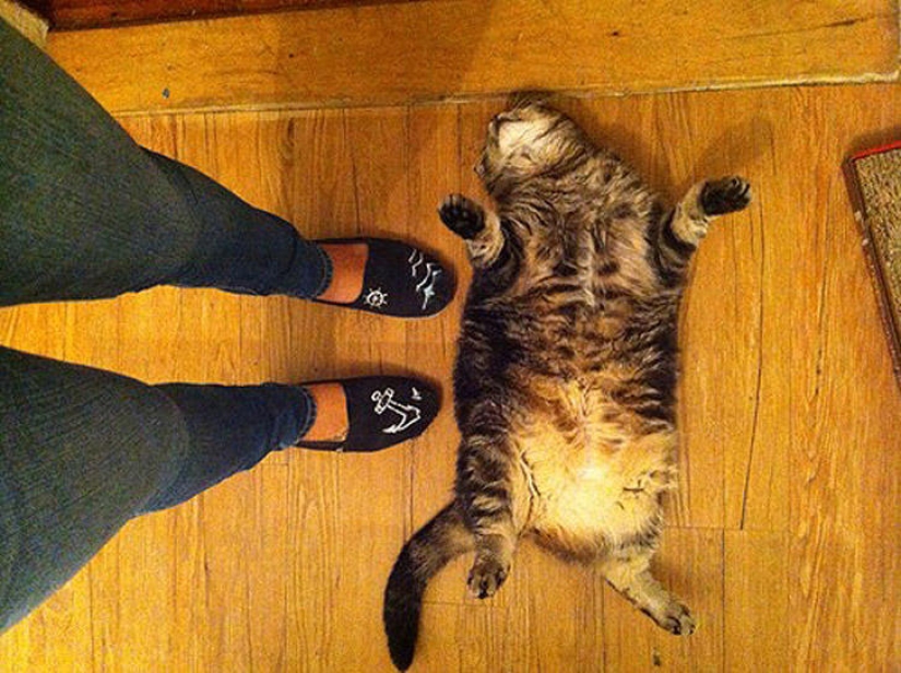 22 fat cats that are guaranteed to cheer you up