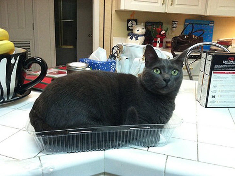 22 fat cats that are guaranteed to cheer you up