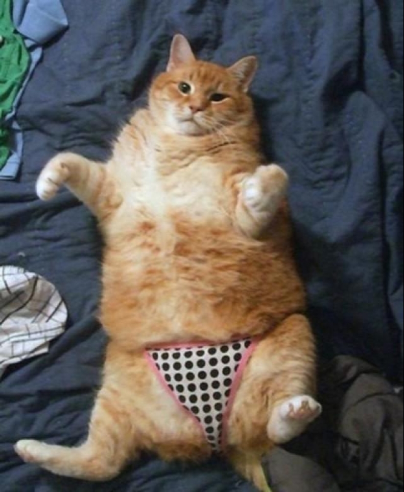 22 fat cats that are guaranteed to cheer you up