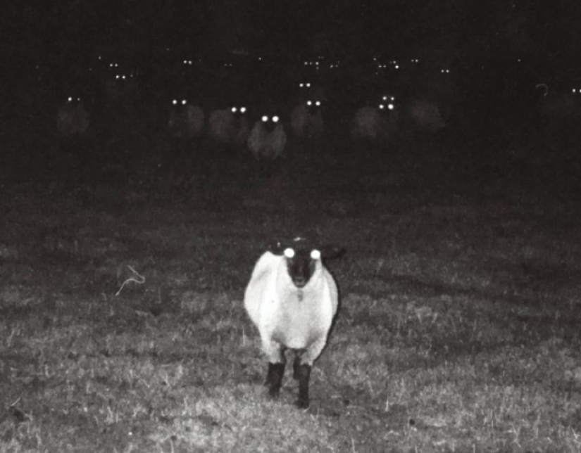 22 fotos aterradoras que te ponen la piel de gallina 22 fotos aterradoras que te ponen la piel de gallina