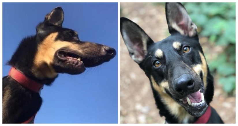 22 fotos de animales antes y después de que las personas los abrigaran 22 fotos de animales antes y después de que las personas los abrigaran