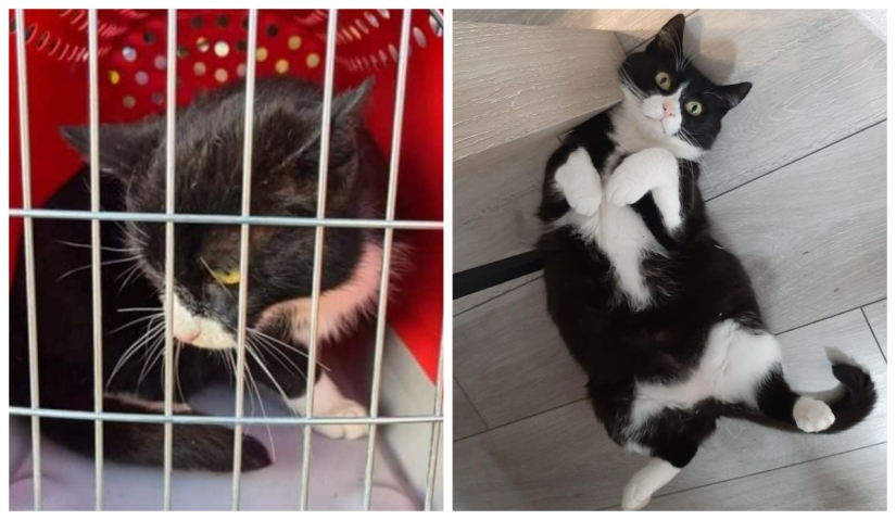 22 fotos de animales antes y después de que las personas los abrigaran 22 fotos de animales antes y después de que las personas los abrigaran