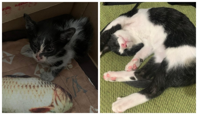 22 fotos de animales antes y después de que las personas los abrigaran 22 fotos de animales antes y después de que las personas los abrigaran