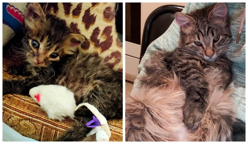 22 fotos de animales antes y después de que las personas los abrigaran 22 fotos de animales antes y después de que las personas los abrigaran