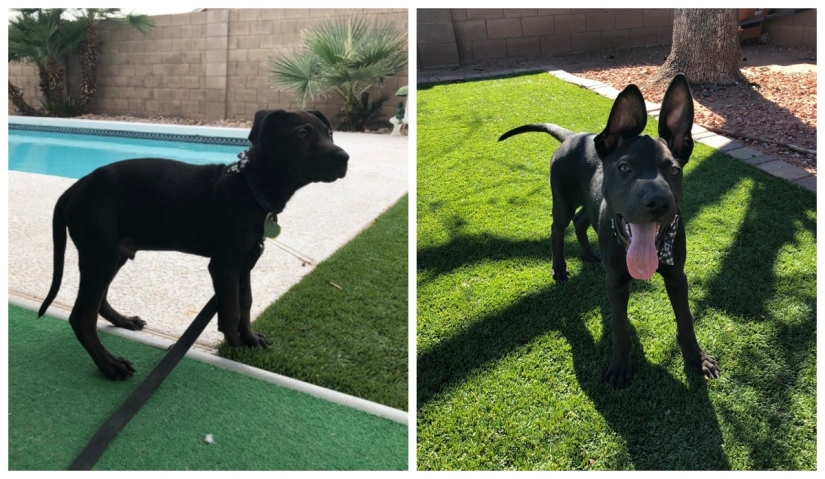 22 fotos de animales antes y después de que las personas los abrigaran 22 fotos de animales antes y después de que las personas los abrigaran