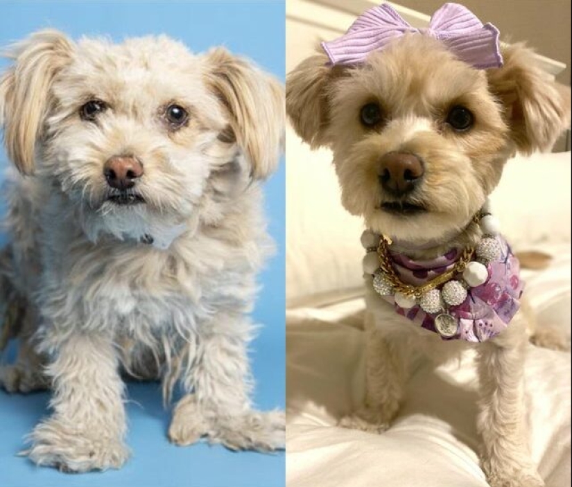 22 fotos de animales antes y después de que las personas los abrigaran 22 fotos de animales antes y después de que las personas los abrigaran