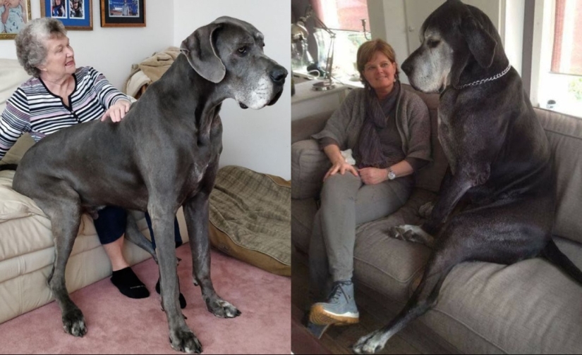 22 fotos de animales muy grandes que han olvidado que son grandes