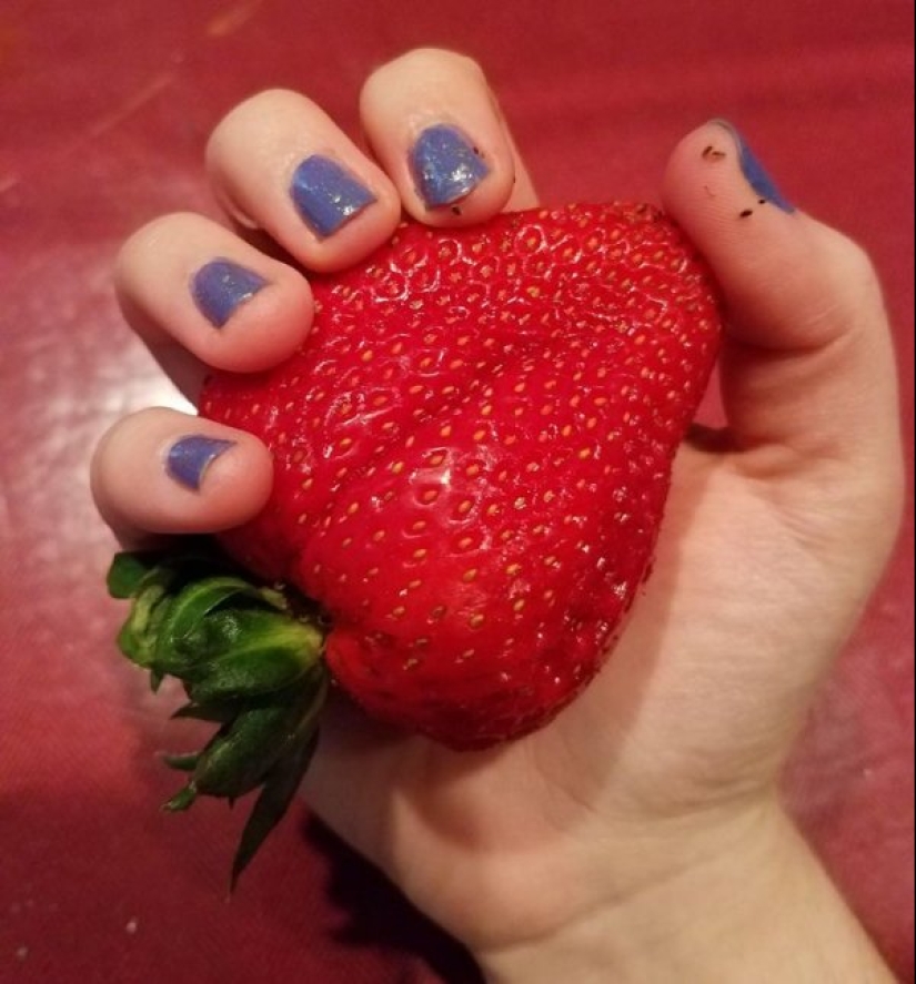 22 fotos de cosas enormes que prueban que todo es conocido en comparación