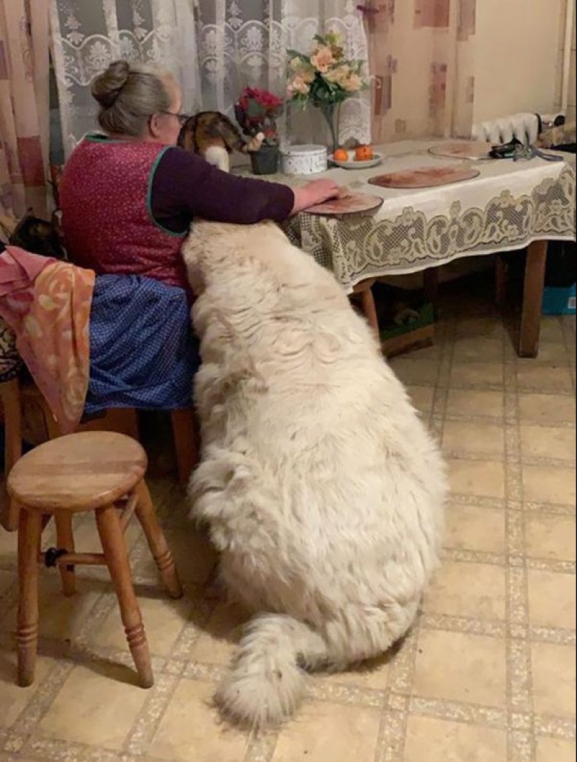 22 fotos de cosas enormes que prueban que todo es conocido en comparación