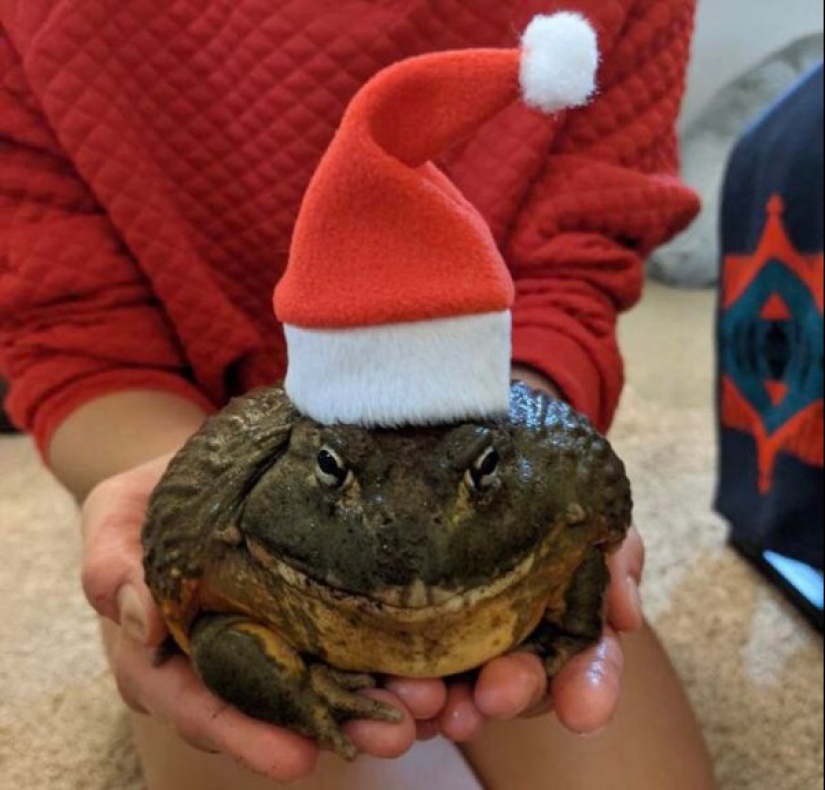 22 fotos de cosas enormes que prueban que todo es conocido en comparación