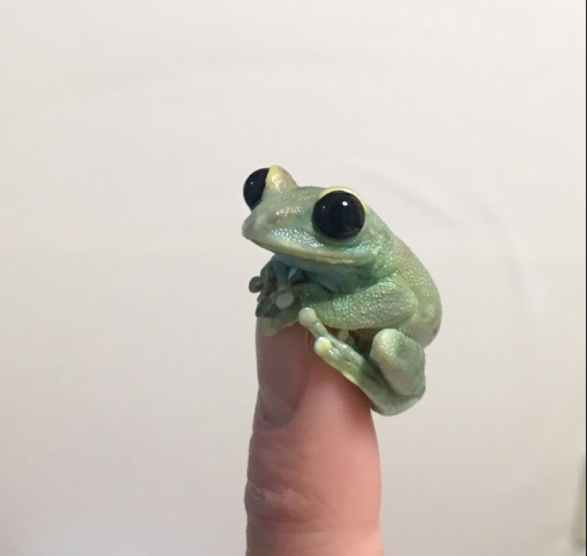 22 fotos de pequeños animales que traen gran alegría