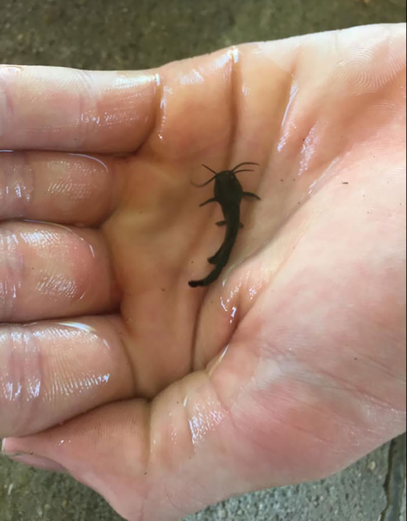 22 fotos de pequeños animales que traen gran alegría