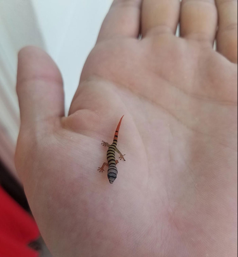 22 fotos de pequeños animales que traen gran alegría