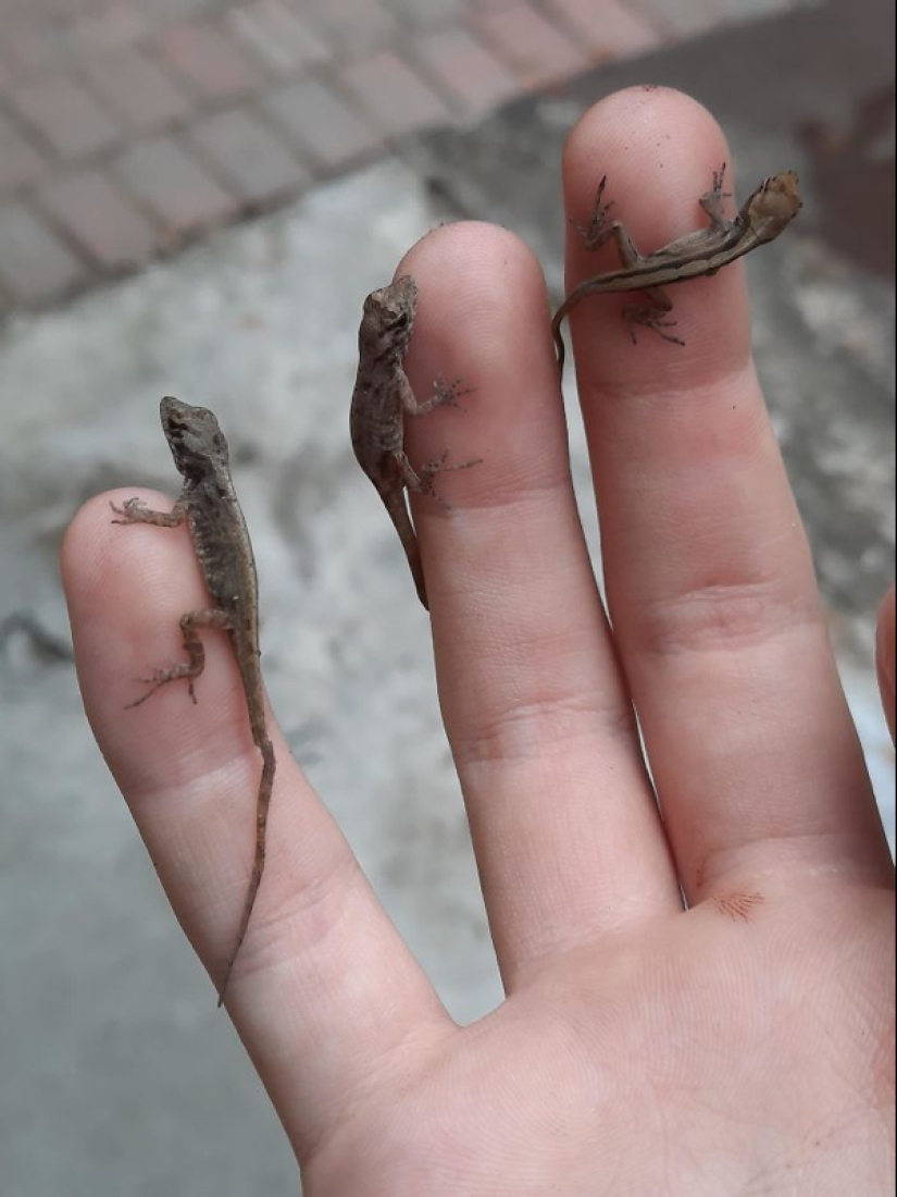 22 fotos de pequeños animales que traen gran alegría