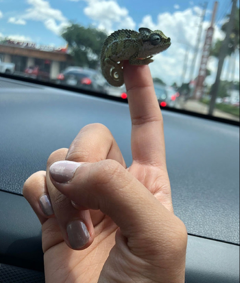 22 fotos de pequeños animales que traen gran alegría