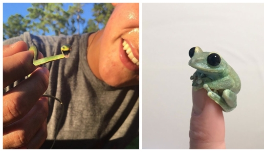 22 fotos de pequeños animales que caben en un dedo 22 fotos de pequeños animales que caben en un dedo