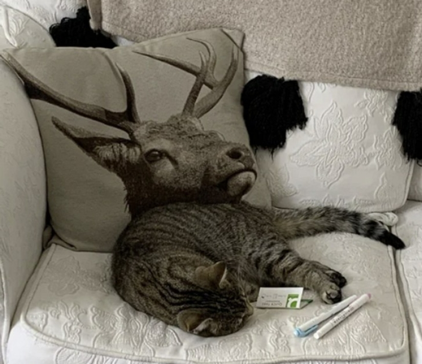 22 fotos desconcertantes que solo explotan el cerebro 22 fotos desconcertantes que solo explotan el cerebro