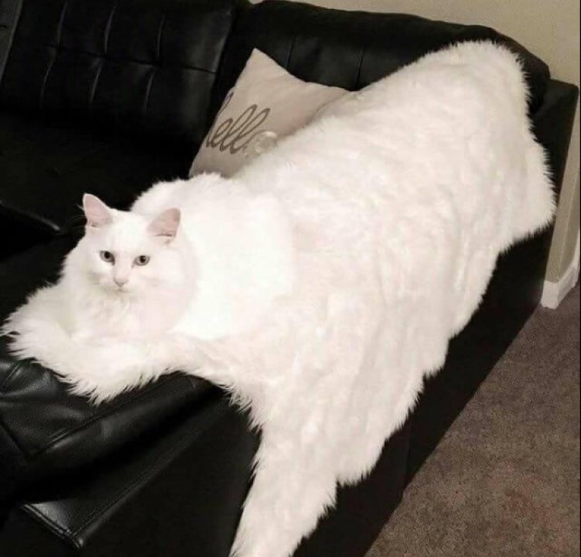 22 fotos divertidas de la serie" it seemed " que vale la pena mirar dos veces