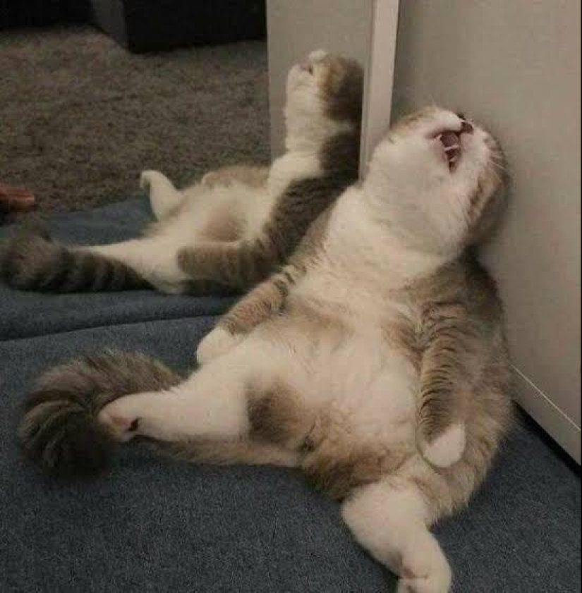 22 fotos donde el nivel de mimetismo está fuera de escala 22 fotos donde el nivel de mimetismo está fuera de escala