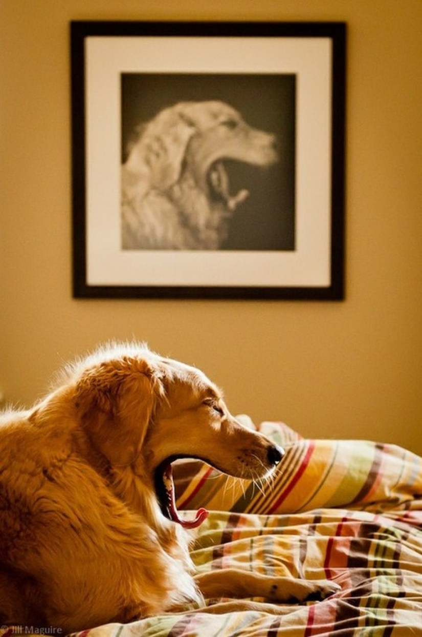 22 fotos donde no se puede saber dónde está la vida y dónde está el arte