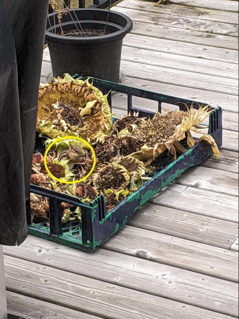 22 fotos donde se escondieron los animales, pero no los encontrarás