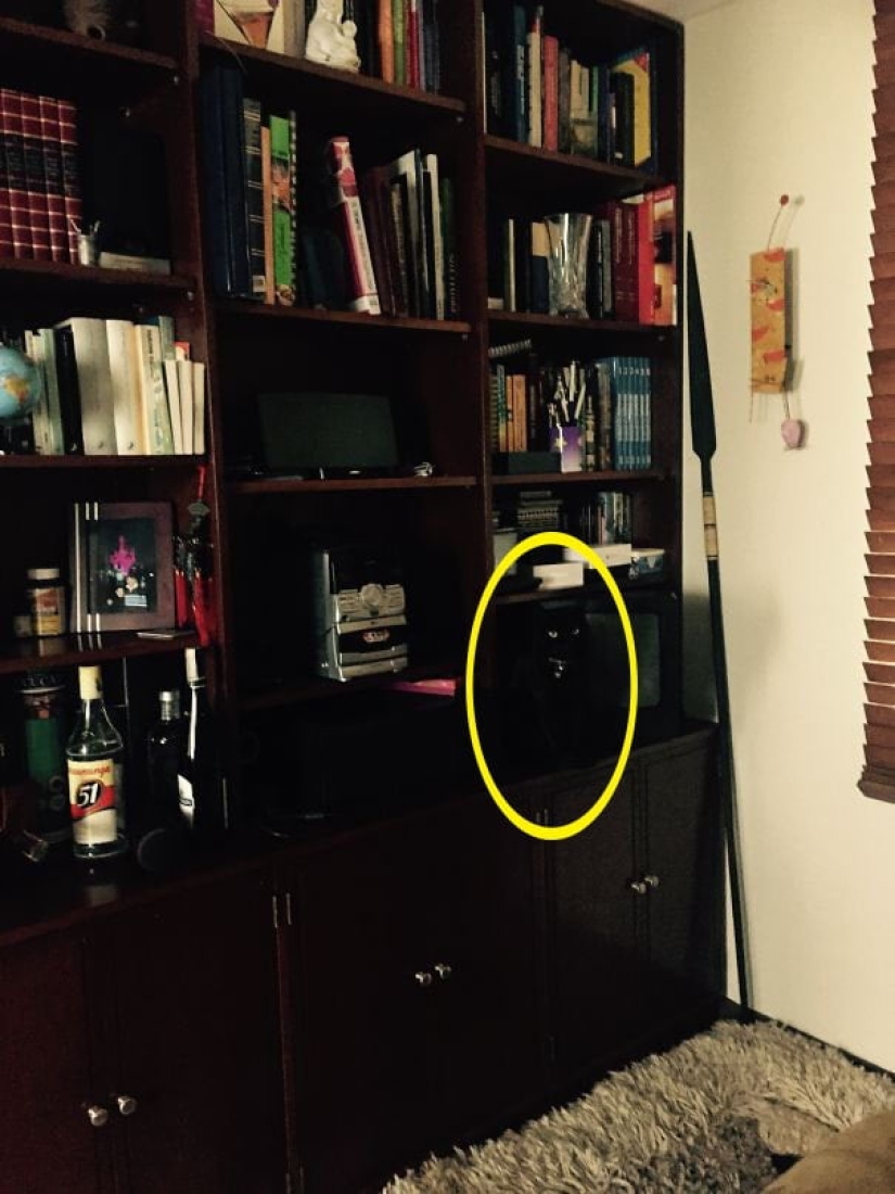 22 fotos donde se escondieron los animales, pero no los encontrarás