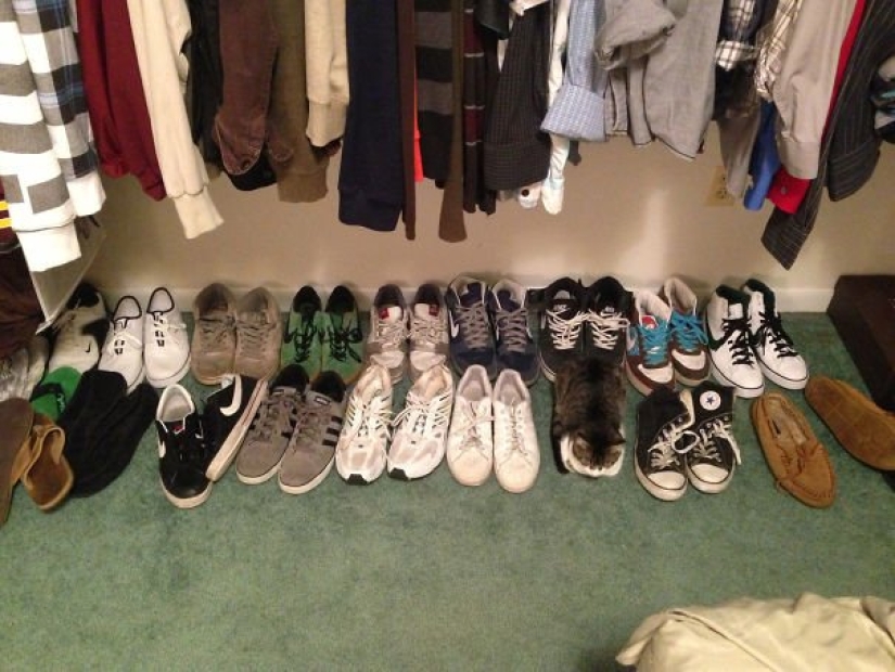 22 fotos donde se escondieron los animales, pero no los encontrarás