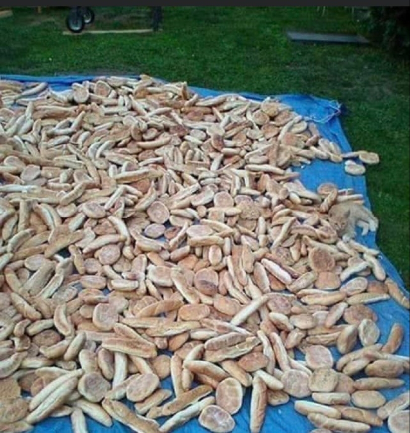 22 fotos donde se escondieron los animales, pero no los encontrarás