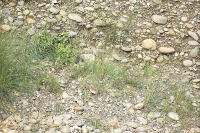 22 fotos donde se escondieron los animales, pero no los encontrarás