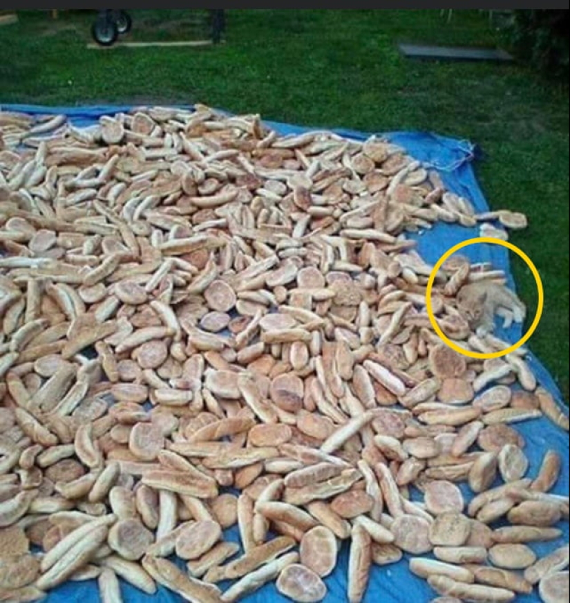 22 fotos donde se escondieron los animales, pero no los encontrarás