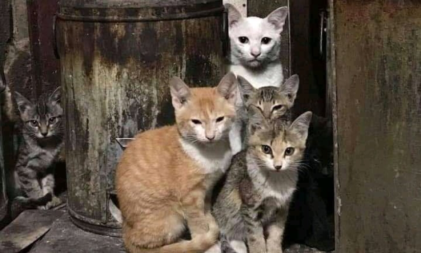 22 fotos donde se escondieron los animales, pero no los encontrarás