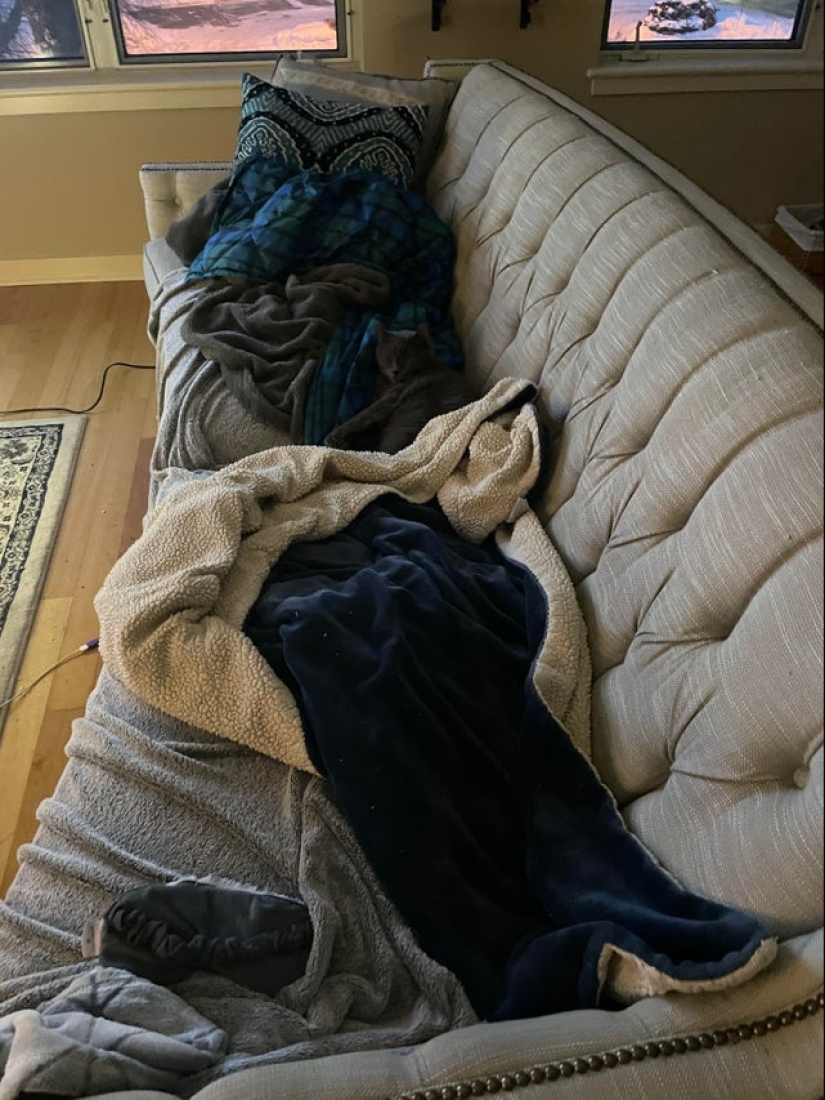 22 fotos donde se escondieron los animales, pero no los encontrarás