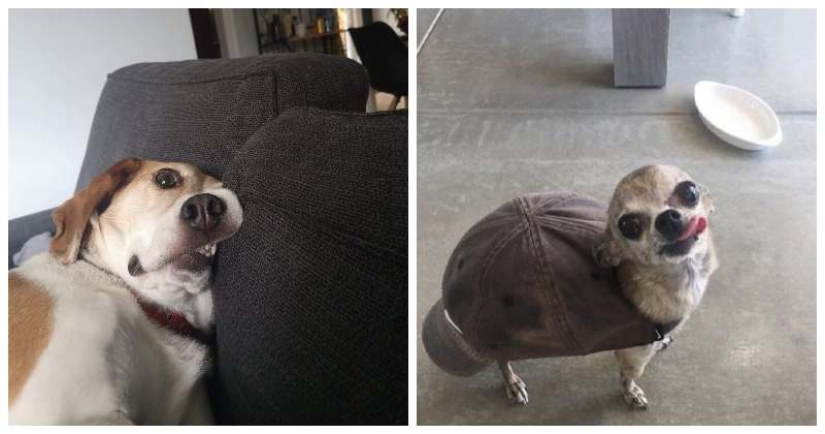 22 fotos extrañas y divertidas con perros 22 fotos extrañas y divertidas con perros