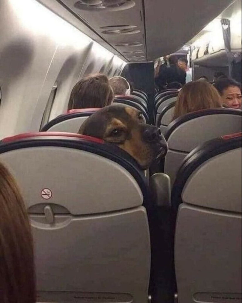 22 fotos extrañas y divertidas con perros 22 fotos extrañas y divertidas con perros