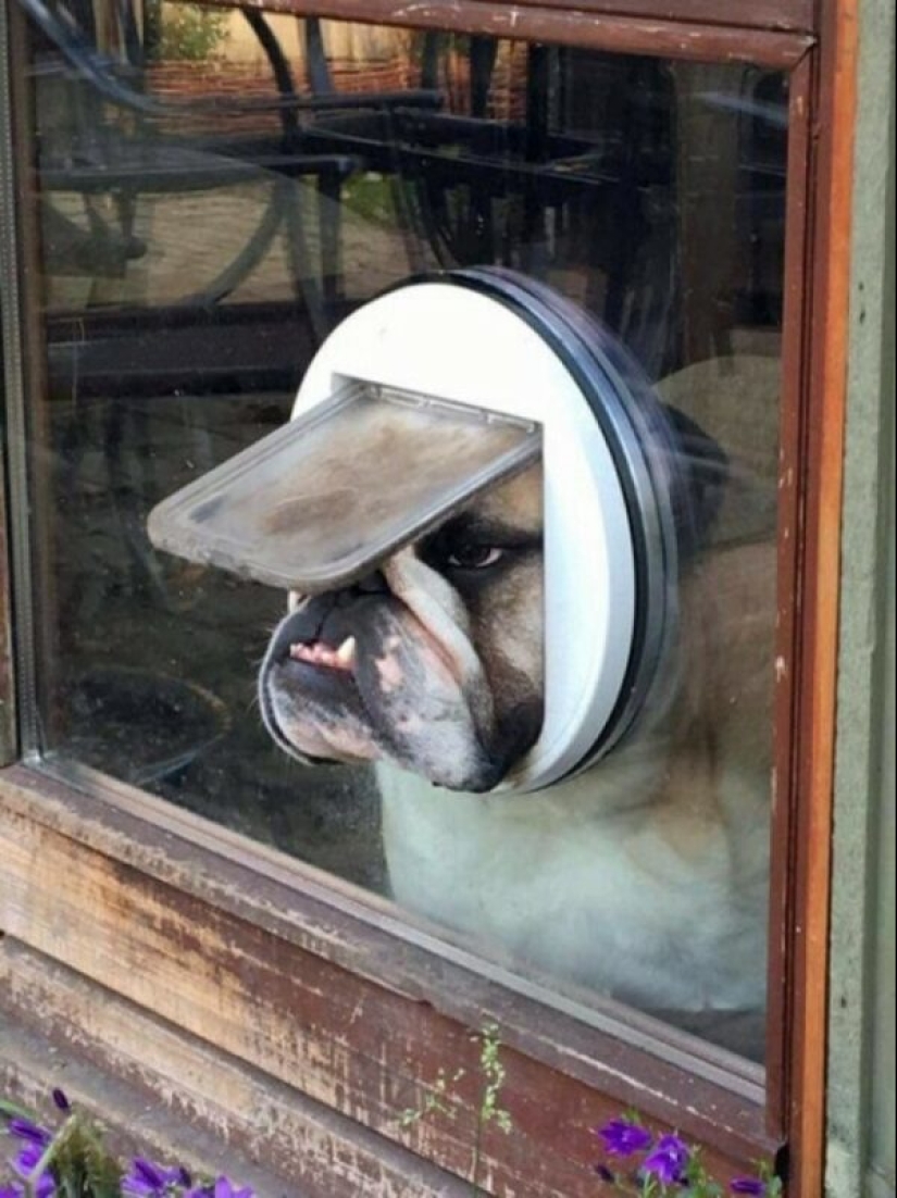 22 fotos extrañas y divertidas con perros 22 fotos extrañas y divertidas con perros