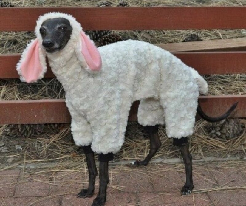 22 fotos extrañas y divertidas con perros 22 fotos extrañas y divertidas con perros