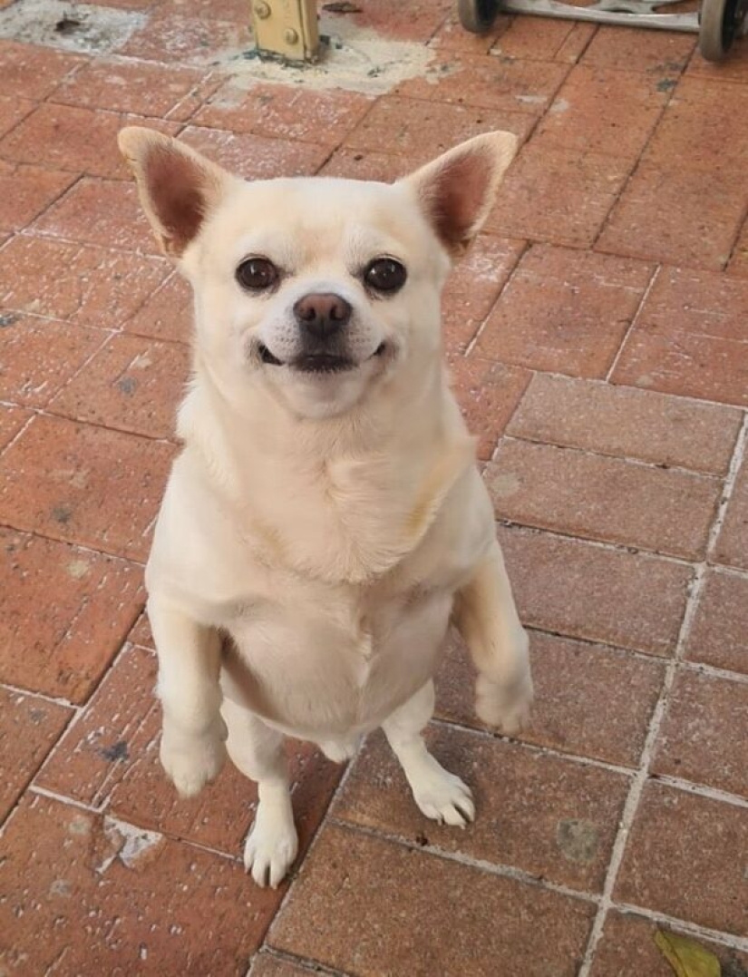 22 fotos extrañas y divertidas con perros 22 fotos extrañas y divertidas con perros