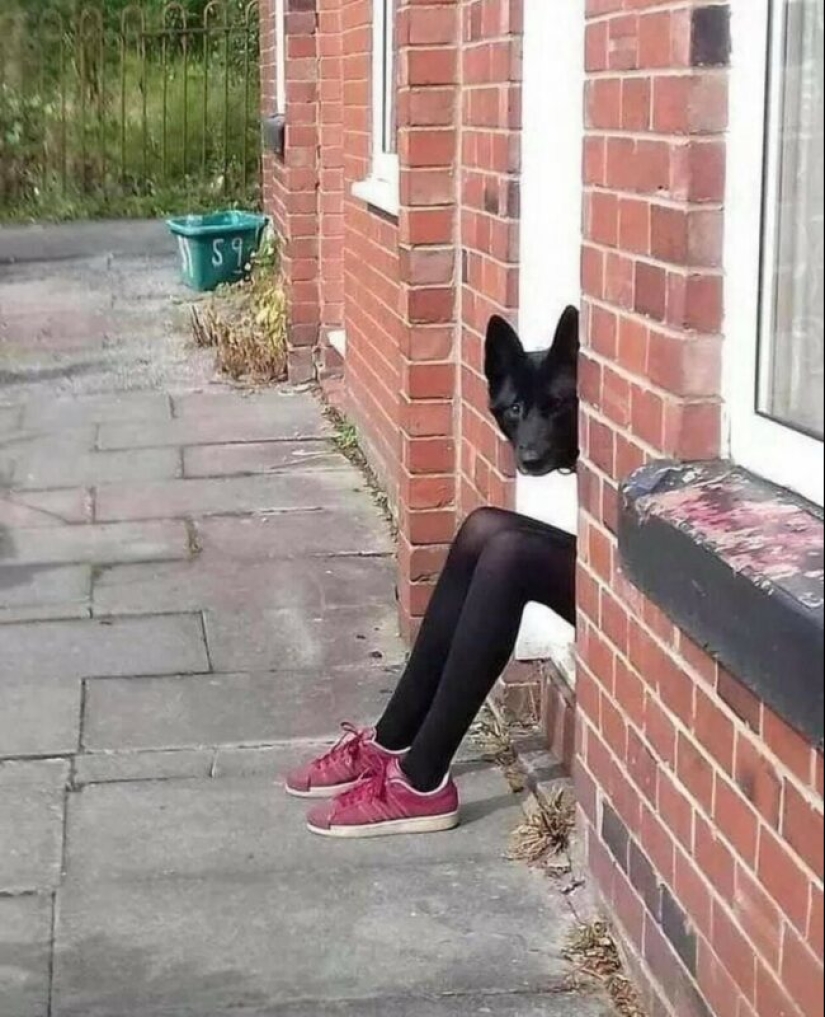 22 fotos extrañas y divertidas con perros 22 fotos extrañas y divertidas con perros