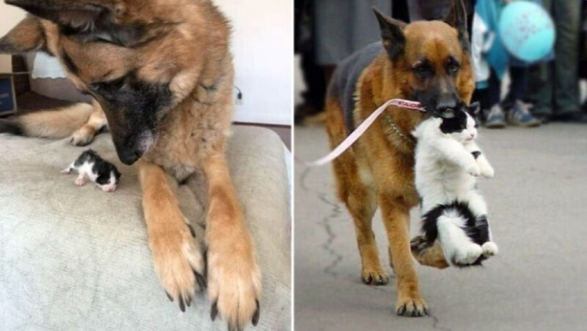 22 fotos extrañas y divertidas con perros 22 fotos extrañas y divertidas con perros