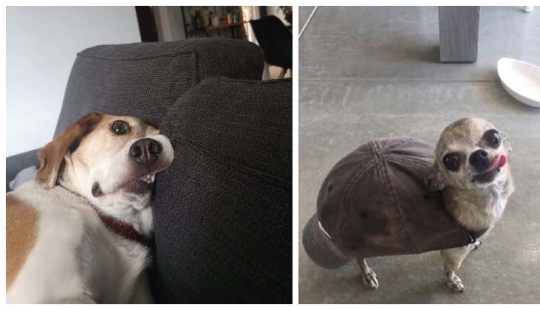 22 fotos extrañas y divertidas con perros
