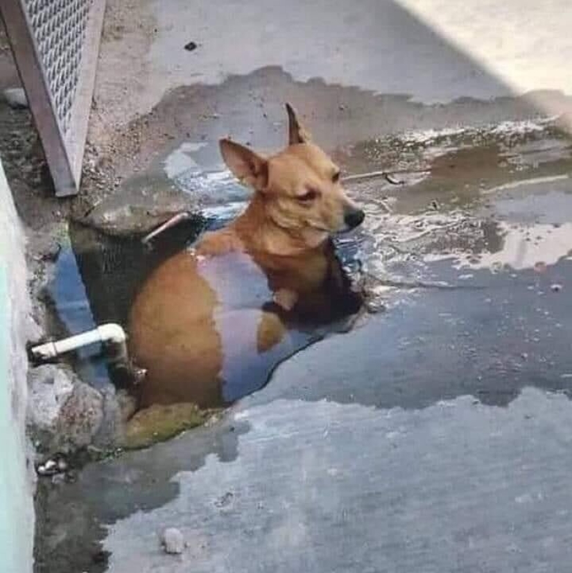 22 fotos extrañas y divertidas con perros 22 fotos extrañas y divertidas con perros