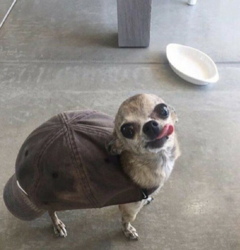 22 fotos extrañas y divertidas con perros 22 fotos extrañas y divertidas con perros