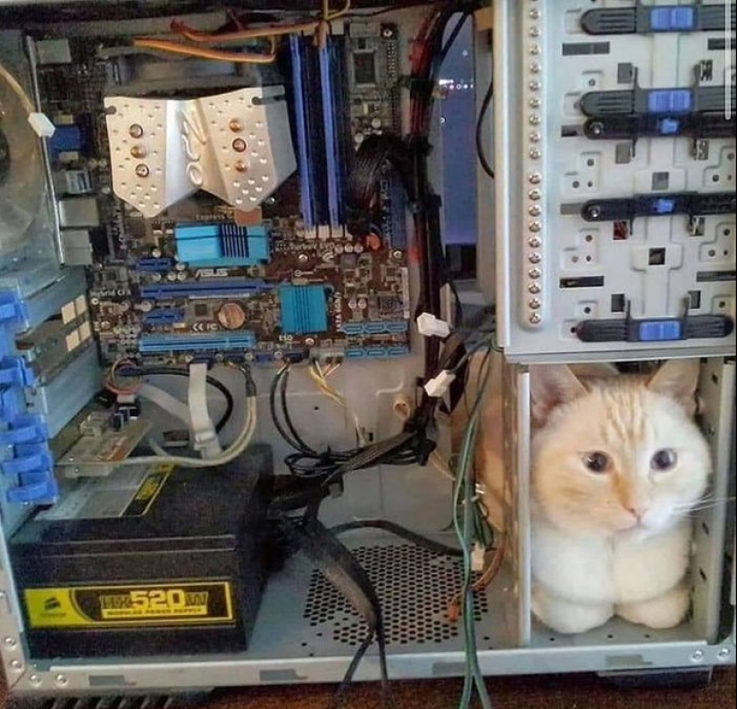 22 fotos hilarantes de gatos que se comportan bien, tan extraño