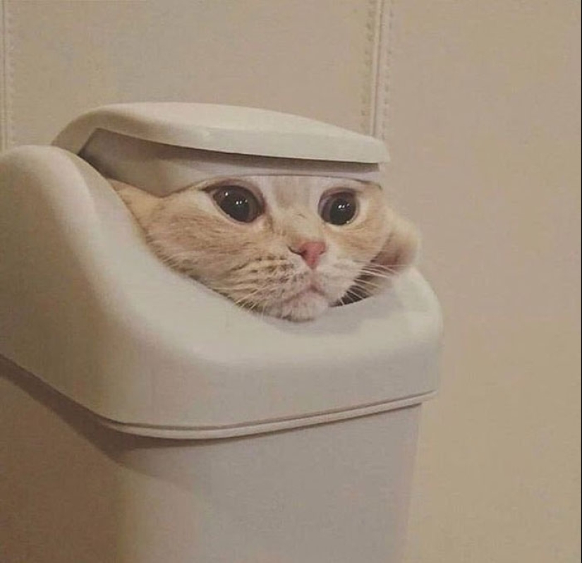 22 fotos hilarantes de gatos que se comportan bien, tan extraño