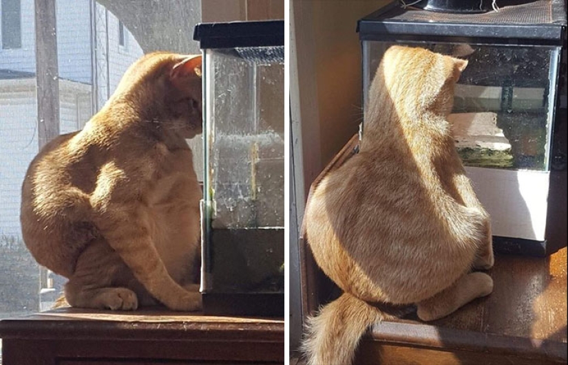 22 fotos hilarantes de gatos que se comportan bien, tan extraño