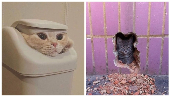22 fotos hilarantes de gatos que se comportan bien, tan extraño 22 fotos hilarantes de gatos que se comportan bien, tan extraño